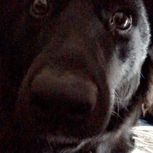 Meet your Posher, Grace